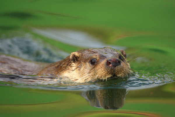 Nutria