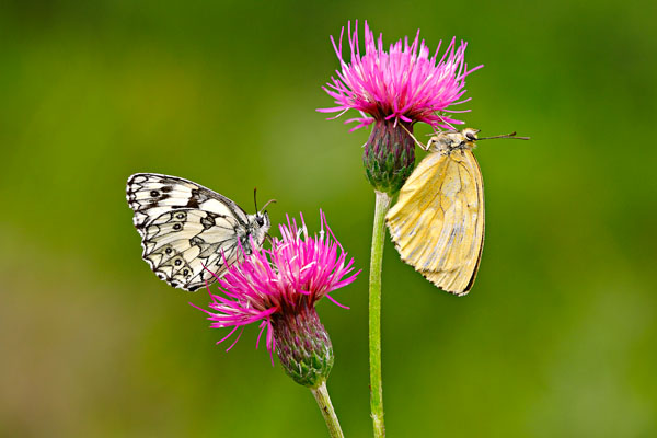 Melanargia Galathea