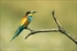 Abejaruco