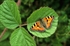 Aglais urticae