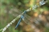 Anax imperator macho
