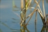 Anax parthenope tndem