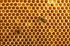 Apis mellifica
