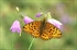 Argynnis aglaja