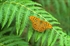 Argynnis paphia