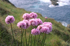 Armeria euskadiensis