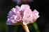 Armeria euskadiensis