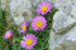 Aster alpinus