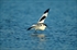 Avoceta
