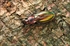 Carabus auratus