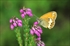 Coenonympha arcania