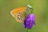 Coenonympha glycerion