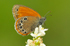 Coenonympha glycerion