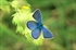 Cyaniris semiargus