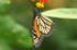 Danaus plexippus