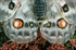 Detalle de ocelos de Parnassius apollo