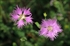 Dianthus hyssopifolius