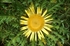 Carlina acanthifolia