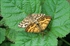 Ematurga atomaria