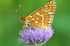 Euphydryas aurinia