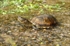 Galápago europeo