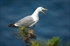 Gaviota patiamarilla