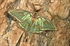 Graellsia isabelae