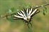 Iphiclides podalirius feisthamelii