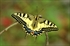 Papilio machaon
