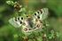 Parnassius apollo
