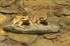 Rana pirenaica