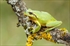 Ranita meridional