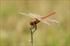 Sympetrum fonscolombii macho