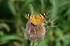 Vanessa cardui