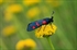 Zygaena filipendulae