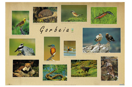 Parque Natural Gorbeia. Aves